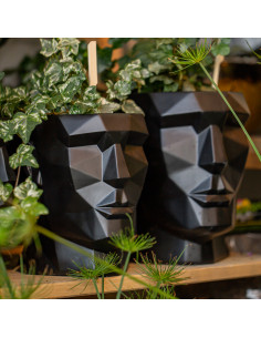 Donica Apollo Black...