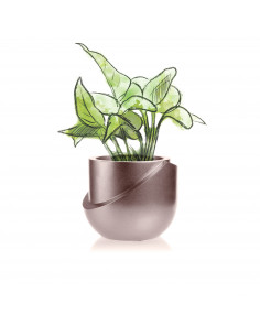 Donica Cut My Top Rose Gold... 2