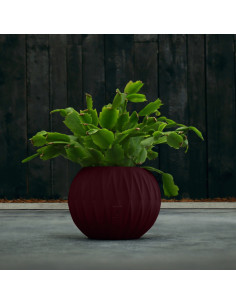 Donica Bauble Optic Maroon...